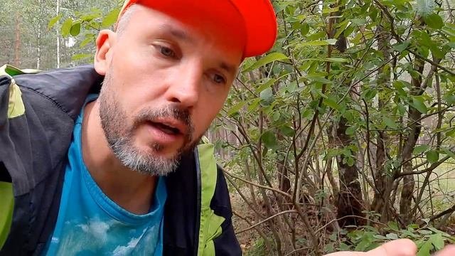 Как выглядит росянка? Где можно увидеть росянку? Насекомоядные растения.