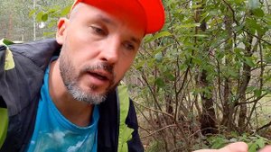 Как выглядит росянка? Где можно увидеть росянку? Насекомоядные растения.
