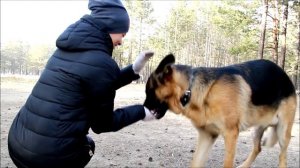 Как обучить собаку команде "Ко мне"