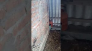 Коптильня горячего копчения из кирпича.