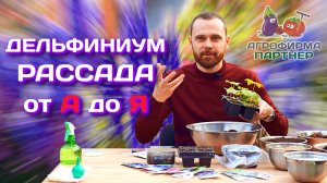 Дельфиниум | Все о выращивании рассады от А до Я | #рассада #дача #цветы