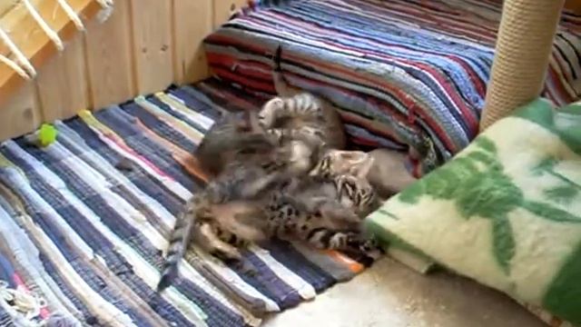 BENGAL KITTENS - Бенгальские котята из Санкт-Петербурга смотреть онлайн