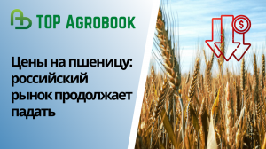 Цены на пшеницу: российский рынок продолжает падать. TOP Agrobook