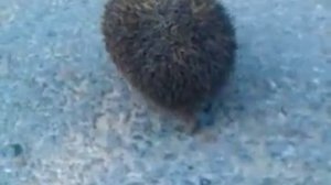 как бегают ёжики