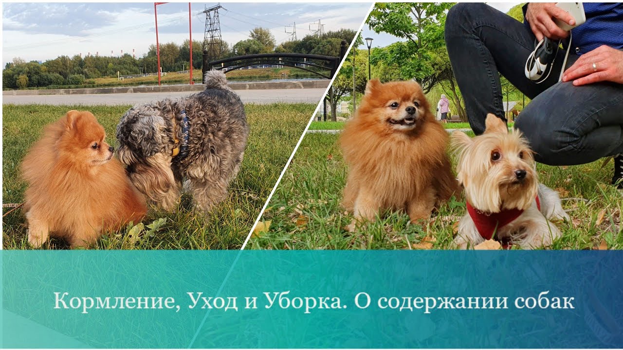 Кормление, Уход и Уборка. О содержании собак смотреть онлайн