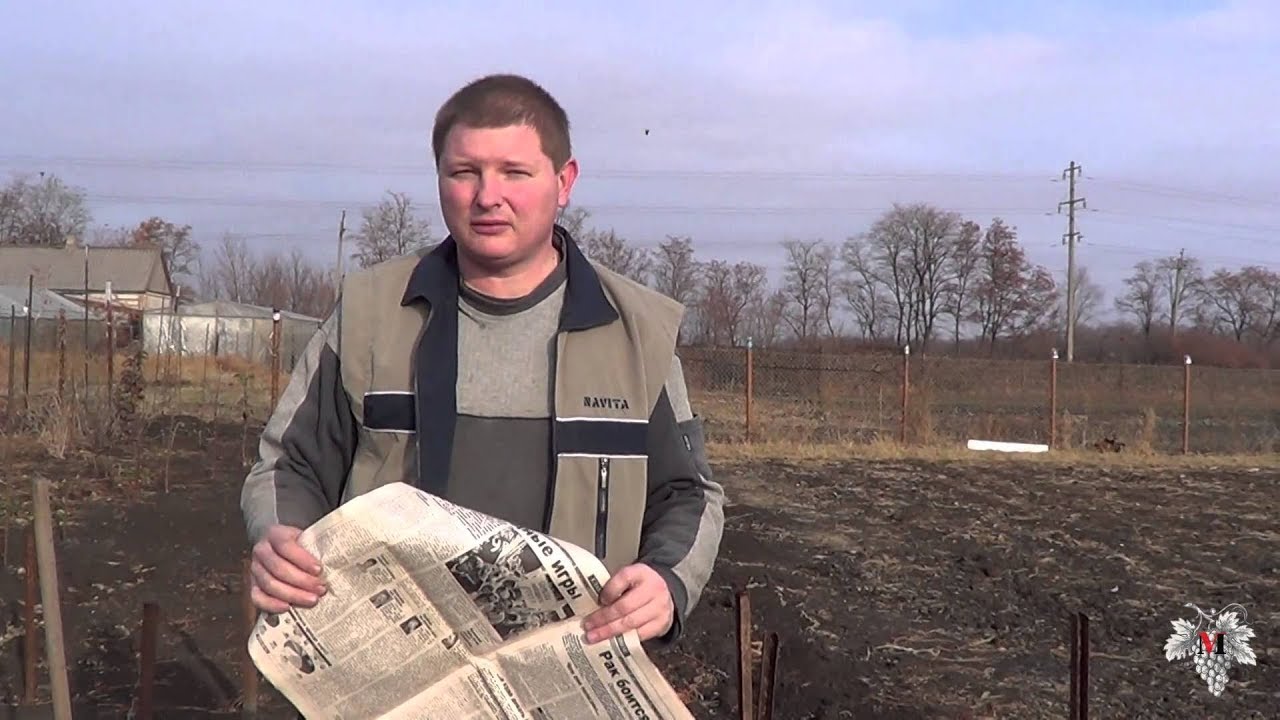 Хранение черенков винограда