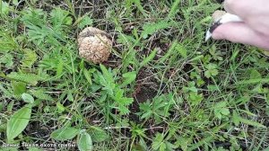 За весенними грибами в воронежские степи | ГРИБЫ 2023