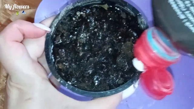 Укоренение черенков Декабриста