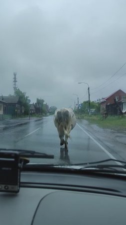 Летящей походкой гуляет корова. Касли сегодня