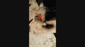 Золото и Палладий  из  Микрофона  Разбор Микрофонов на содержание драгметаллов