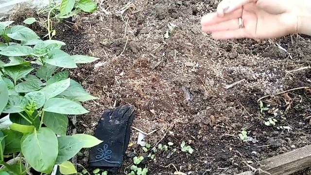 02.05.2021 Высадка перца Кореновский (тестирование семян) в плёночную теплицу
