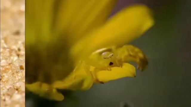 очень необычные странные животные смотреть онлайн