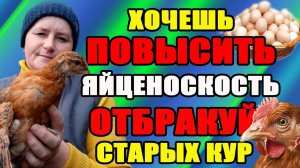 Чтобы ПОВЫСИТЬ яйценоскость - отбракуй старых кур.