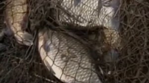 24 часа 10 02 2017 Штрафы за незаконную ловлю рыбы