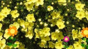 Лапчатка кустарниковая Голдстар. Краткий обзор, описание характеристик potentilla fruticosa Goldsta