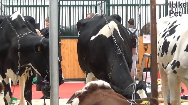 Содержание голштинской коровы