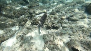 Подводная фауна Индийского океана 4K. Мальдивы