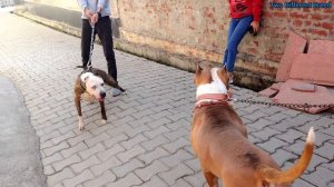 PITBULL VS XXL AMERICAN BULLY (Aggressive Pitbull vs Xxl American bully