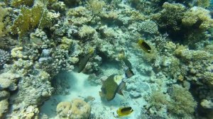 Туристам на заметку. Чем опасно Красное море.