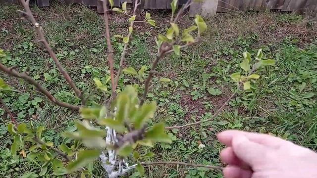 Ещё одна стена предбанника готова ( часть 2 ).Побелка деревьев. смотреть онлайн