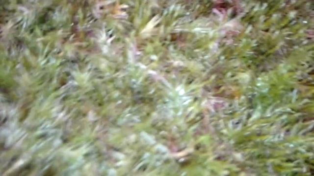 Выращиваю мох для Орхидей в домашних условиях смотреть онлайн