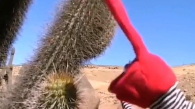 ЭТО КАКТУС НА РУССКОМ 31 MINUTOS A VER CACTUS RUS
