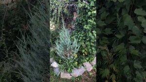 Белая акация в Екатеринбурге