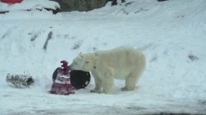 Белой МЕДВЕДИЦЕ АЙКЕ 3 ГОда Московский Зоопарк 🐻👀🔥👍🥰THE POLAR BEAR  IS 3 YEARS OLD Moscow Zoo 🐻🔥🥰