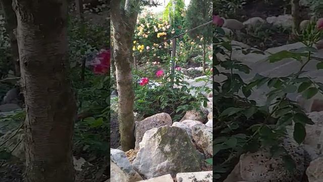 РОЗА Софи Роуз /Sophy’s Rose/ Цветок похожий на циннию. смотреть онлайн