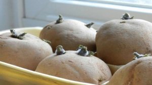 Чем обработать картофель перед проращиванием