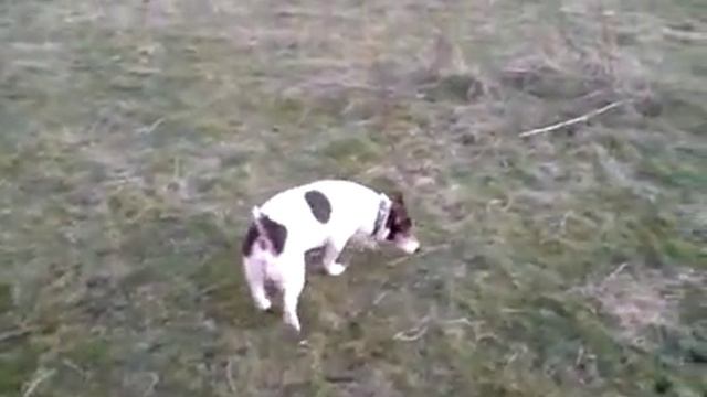 Jack Russell, Border x Lakeland terrier смотреть онлайн