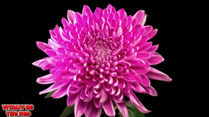 Vitaliy Be - The Red  Beautiful Flowers Collection.