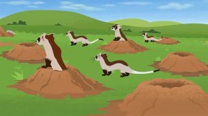 3-3 Братья Кратт - Черноногий хорёк-бандит / Wild Kratt - Bandito: The Black-Footed Ferret