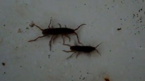 amphipoda in sink