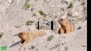 Сурок-байбак нуждается в нашей защите!