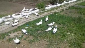 Бакинские голуби в Ростовской обл г.Шахты!