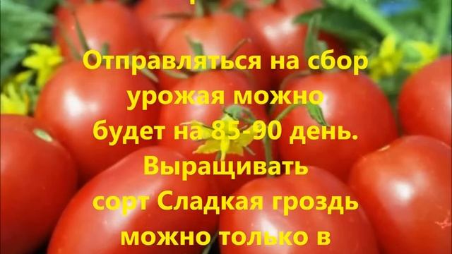 Лучшие сорта томатов для теплиц. Средняя полоса и Подмосковье. смотреть онлайн