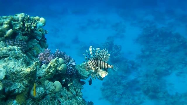 Крылатка зебра 2 смотреть онлайн