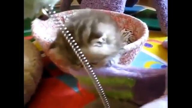 уши, лапы, хвост смотреть онлайн