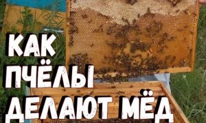 Как пчёлы делают мёд