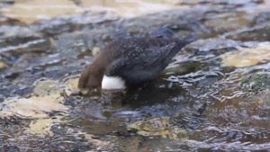 Зимующая оляпка