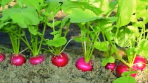 Редис Посадка уход