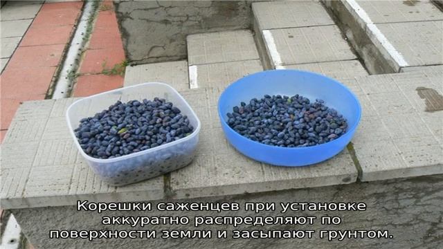 Жимолость Волхова