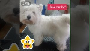 тримминг Вест Хайленд Уайт Терьера