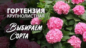 Гортензия крупнолистная. Обзор сортов