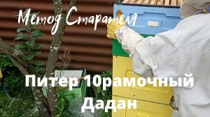 Метод Старателя.В Питере.В 10 рамочном улье..