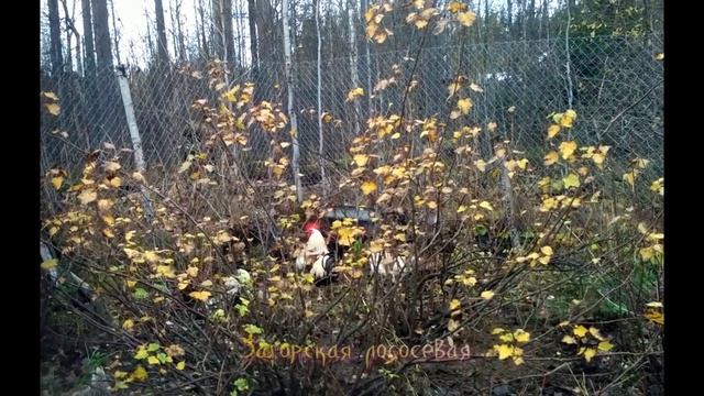 Загорская лососевая, плюсы и минусы породы./Zagorsk salmon, the pros and cons of the breed. смотреть онлайн