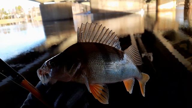 Конец, ноября, последняя открытая вода, микроджиг смотреть онлайн