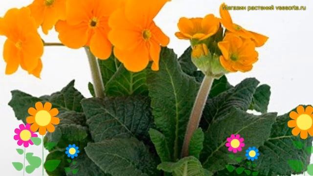 Примула высокая Инара Орандж. Краткий обзор, описание характеристик primula elatior inara orange