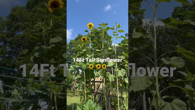 14ft Tall Sunflower is so Pretty 🌻🌻🌻 #garden #gardeningvideos #growyourownfood #nature